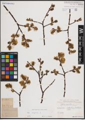 Foto von Salix caprea L.
